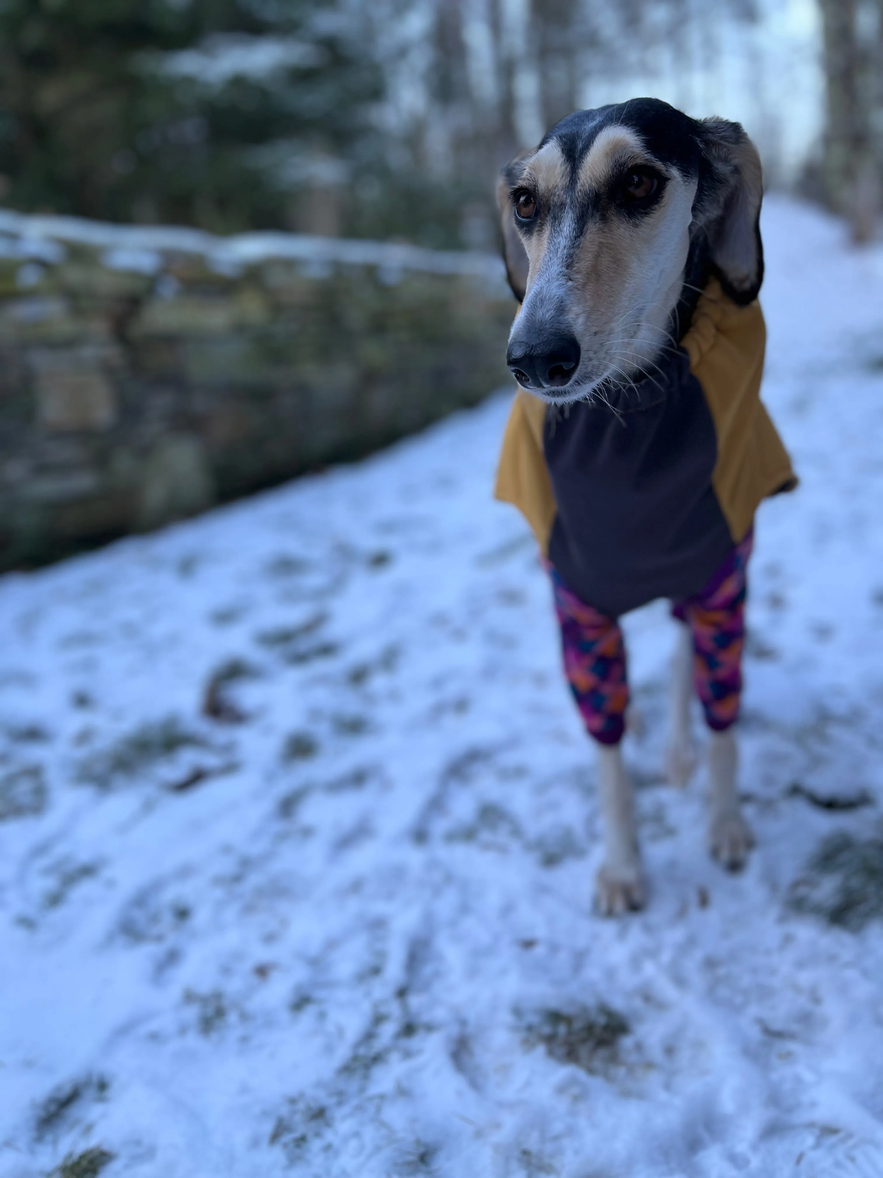 Gold Paw Winter Paw