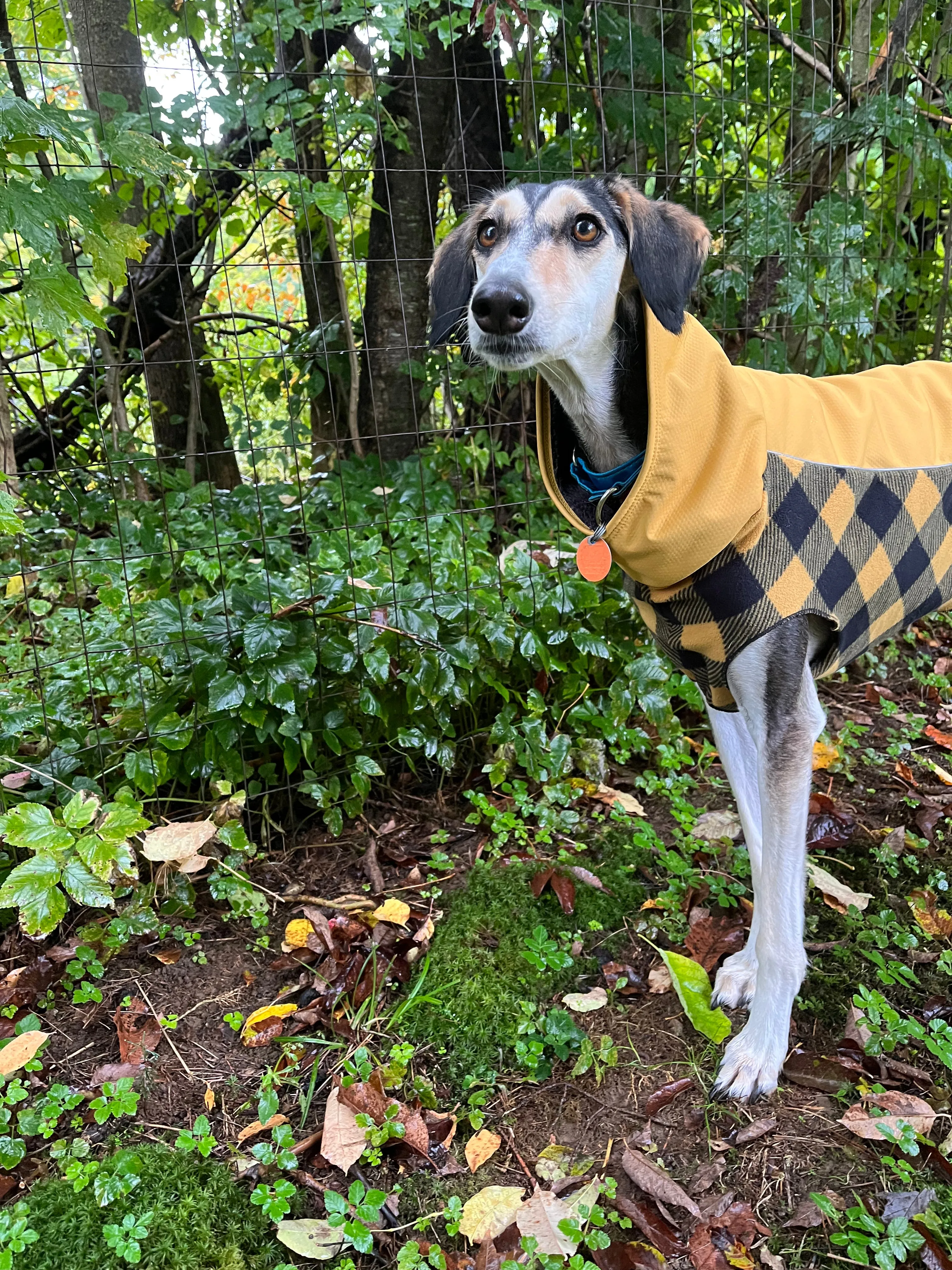 GoldPaw Portland Pullover