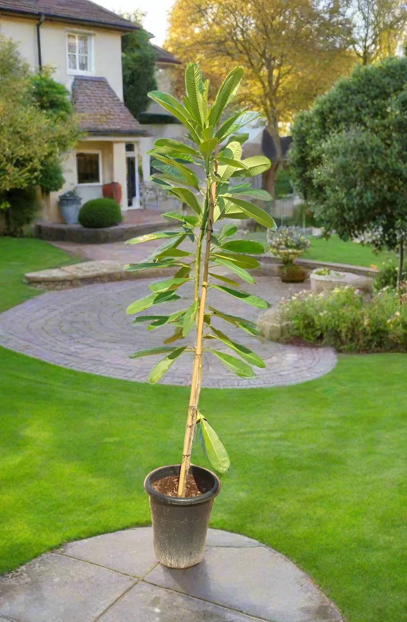 Plumeria Obtusa (Frangipani), 10LP, 0.8-1.0M (Overall Height)