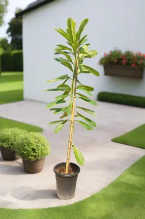 Plumeria Obtusa (Frangipani), 10LP, 0.8-1.0M (Overall Height)