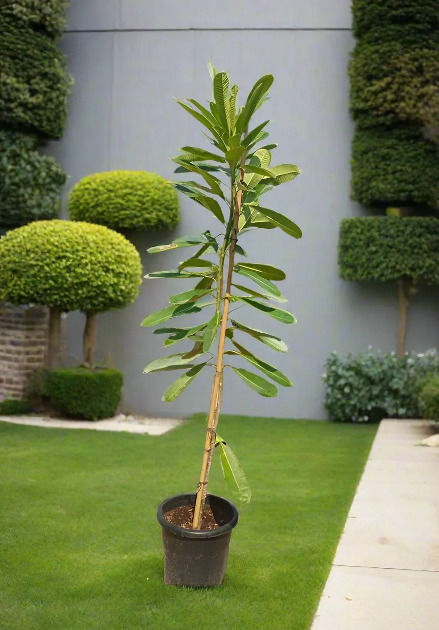 Plumeria Obtusa (Frangipani), 10LP, 0.8-1.0M (Overall Height)